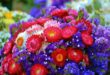 Trockenblumen – Blütenpracht für die Ewigkeit